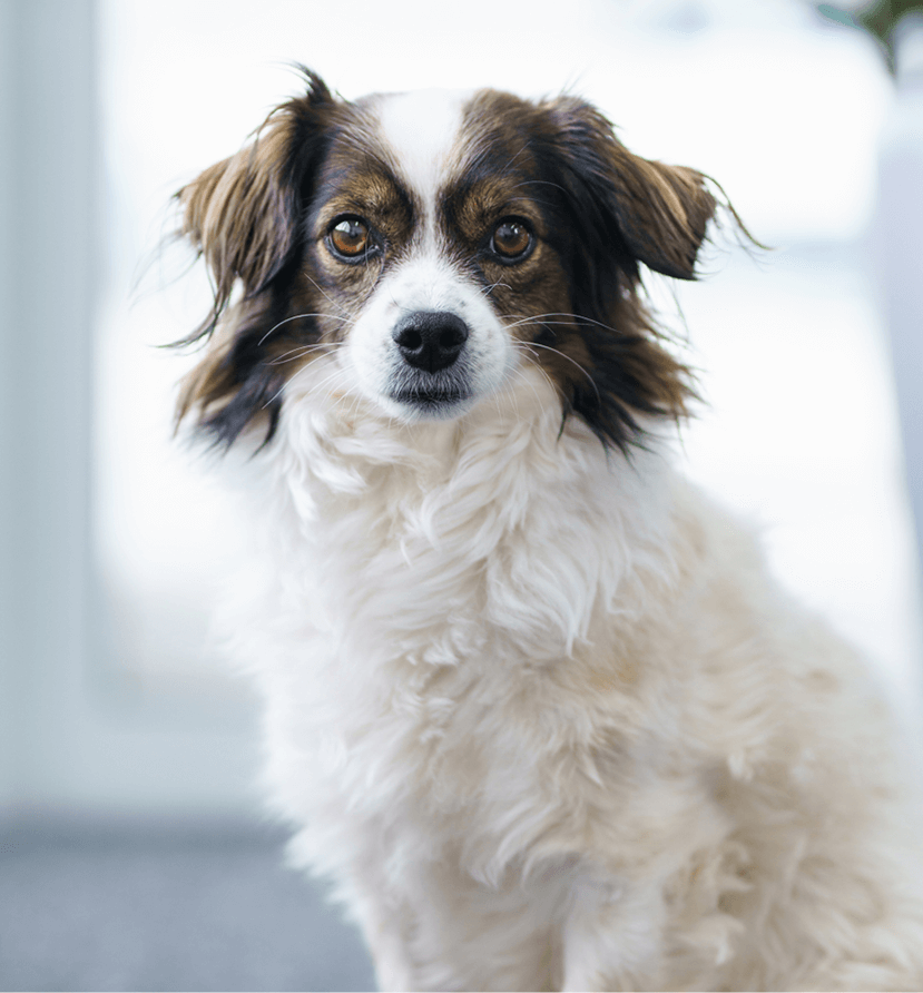 https://www.star-deutschland.net/wp-content/uploads/2022/11/STAR_Hund.png